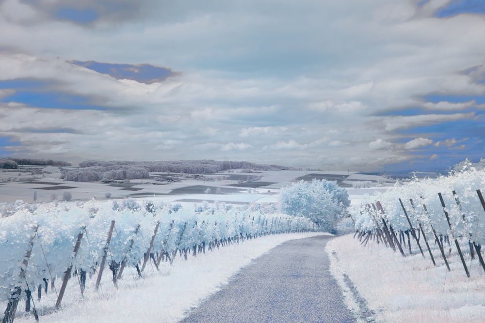 a road that is surrounded by snow covered trees