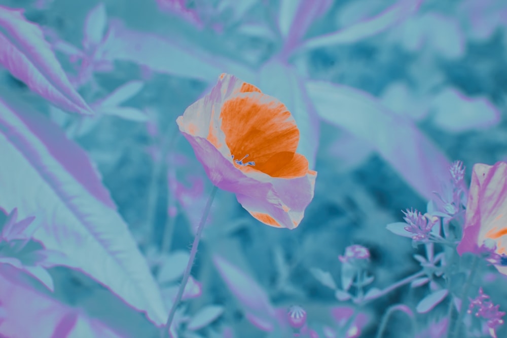 a close up of a flower with a blurry background