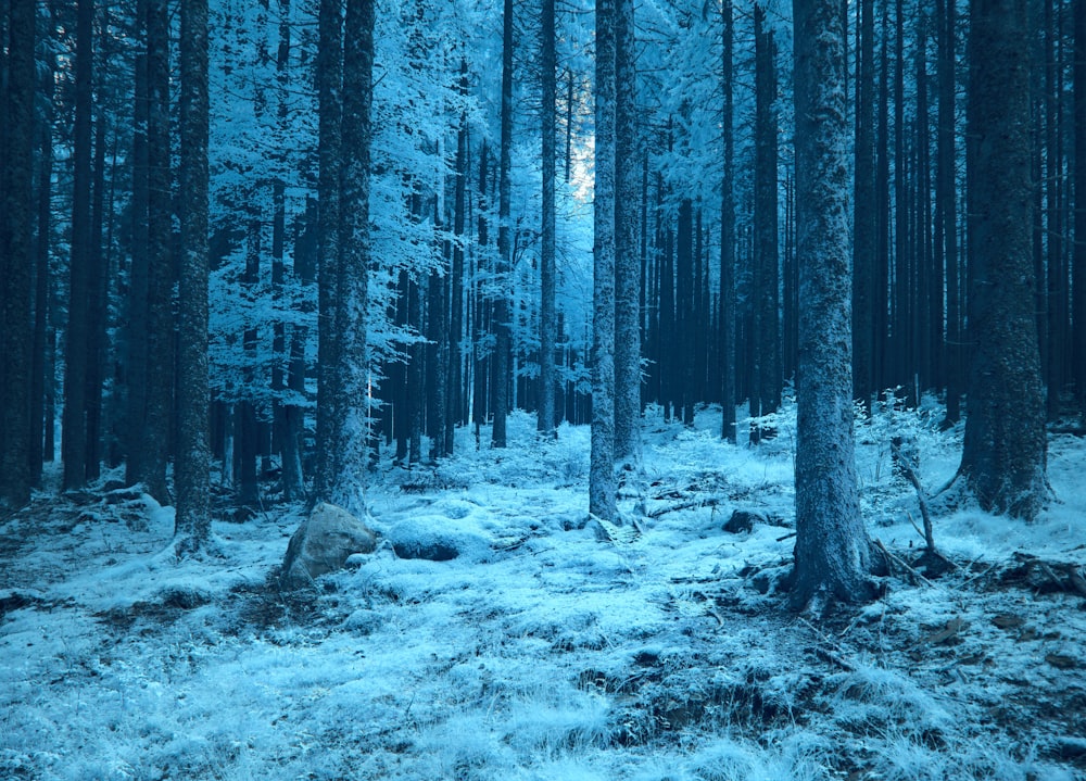 a forest filled with lots of tall trees covered in snow