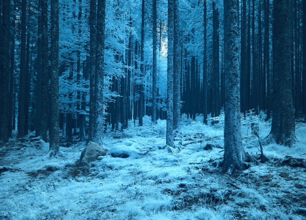 눈으로 뒤덮인 키 큰 나무가 많은 숲