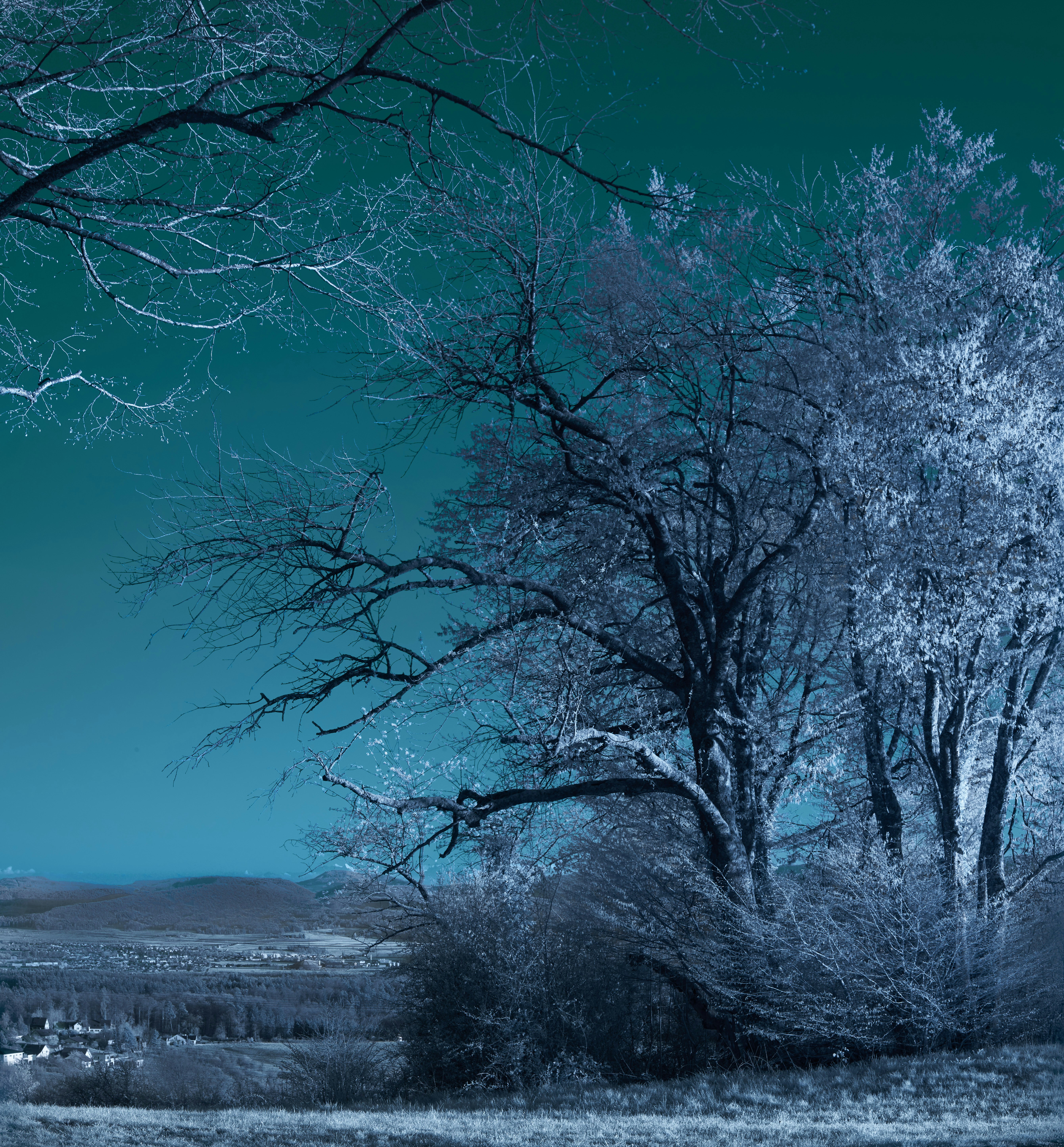 Photo by wolfgang_hasselmann