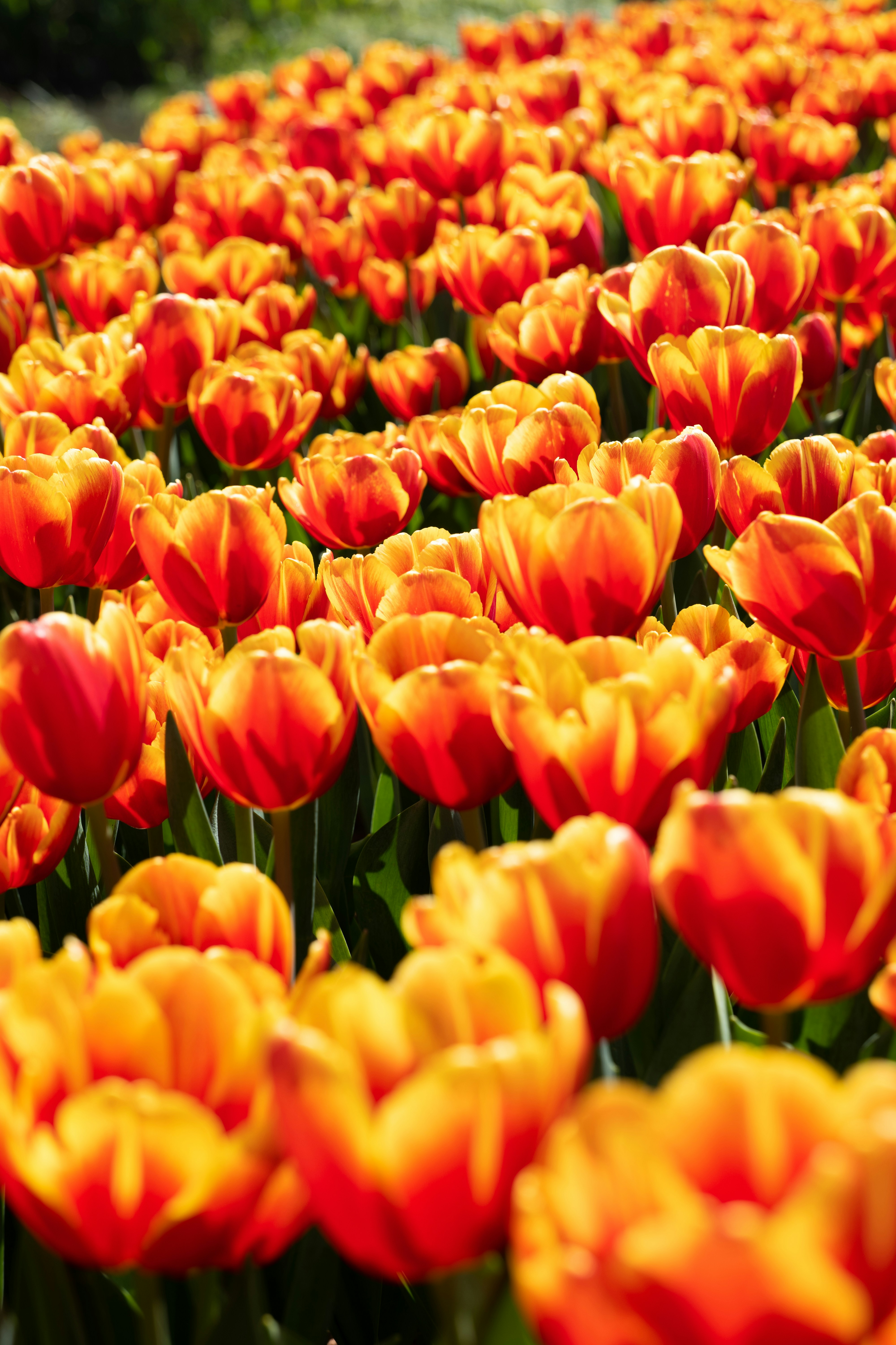 Photo by fanfandyuen