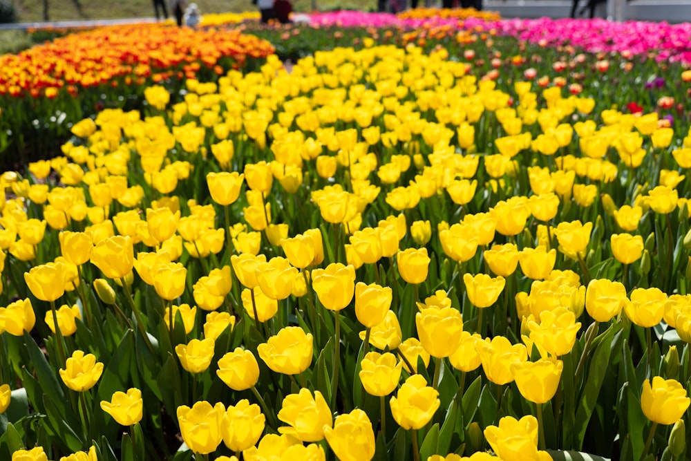 a field full of yellow and pink flowers