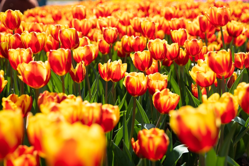 a large field of red and yellow tulips