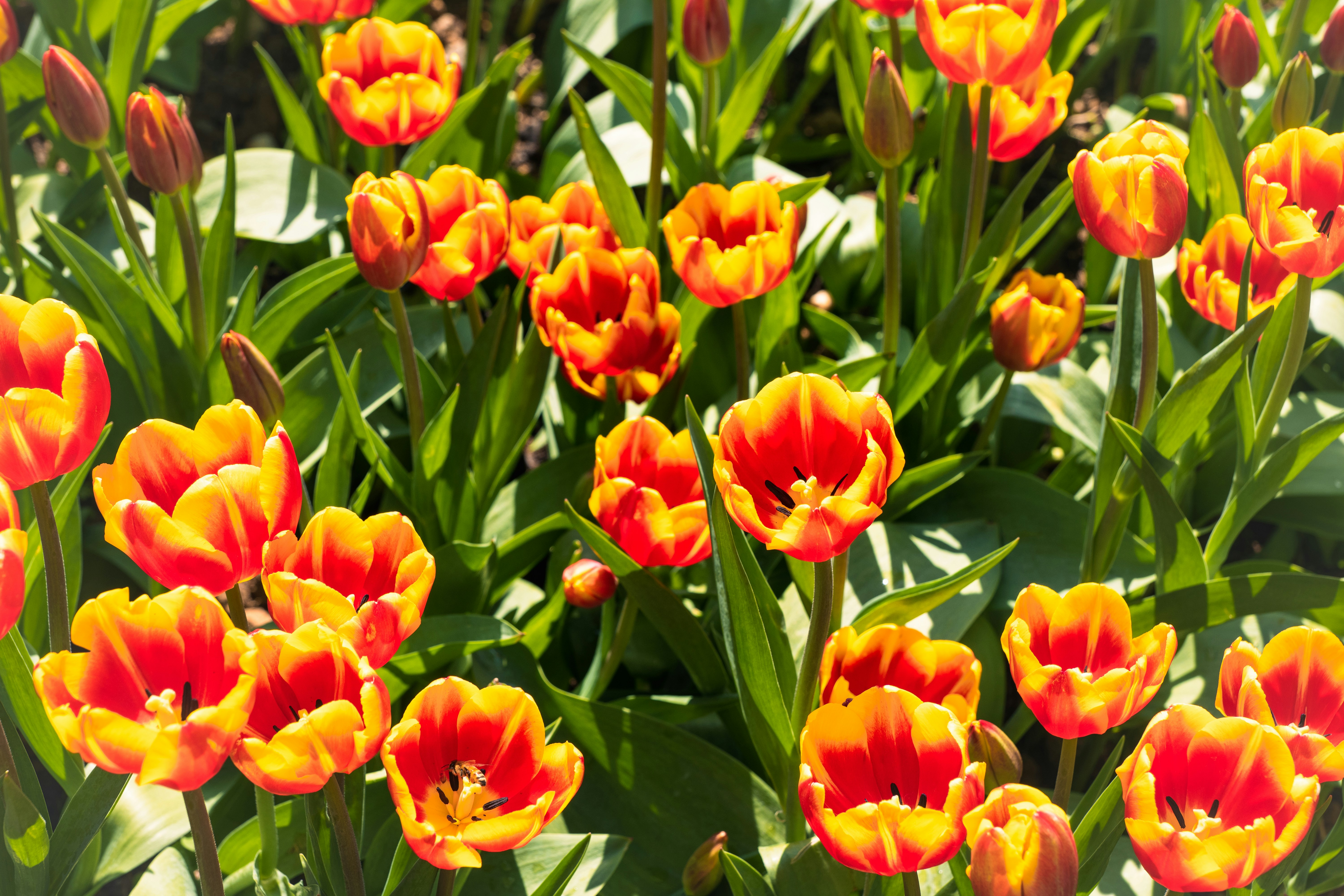 Photo by fanfandyuen