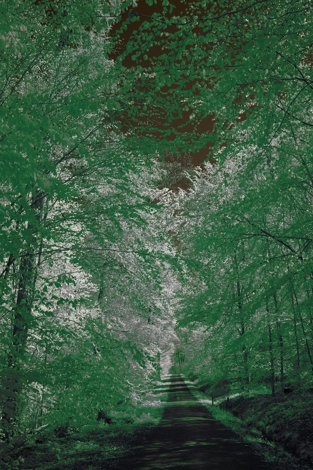 a road that is surrounded by lots of trees