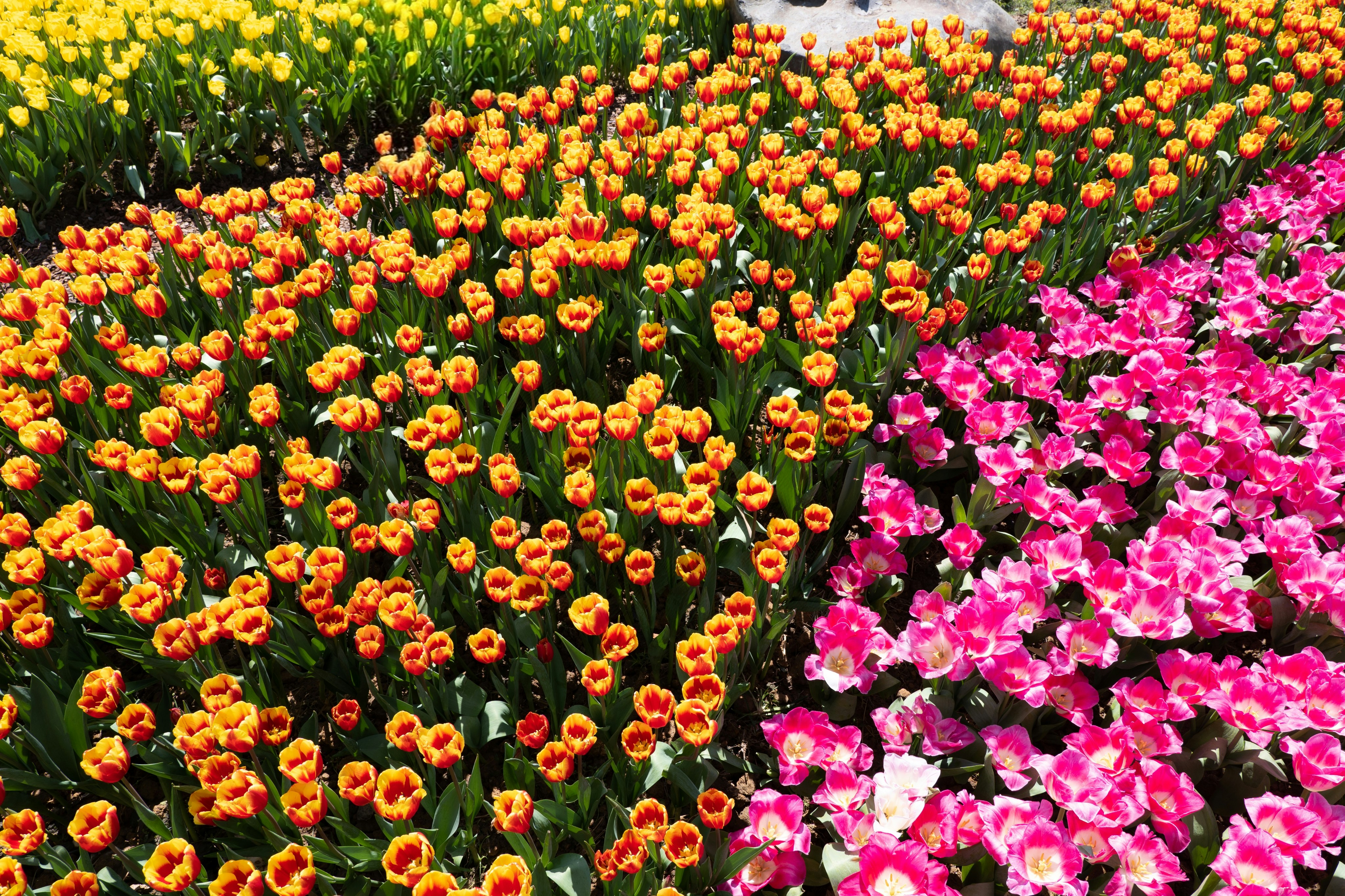 Photo by fanfandyuen