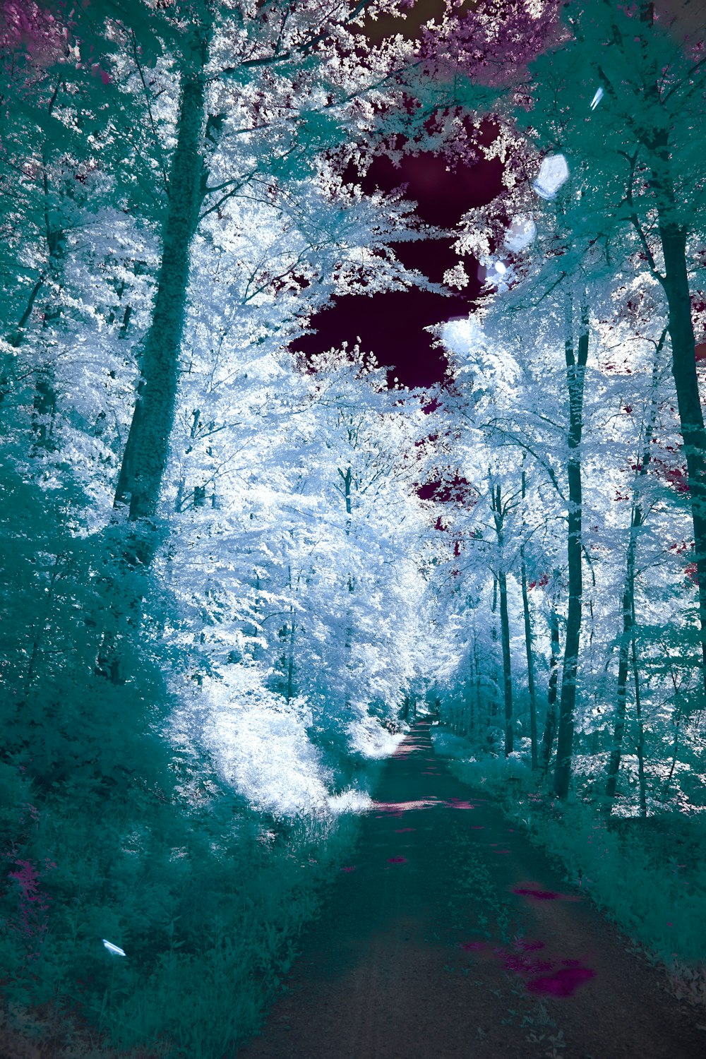 a picture of a path in the woods
