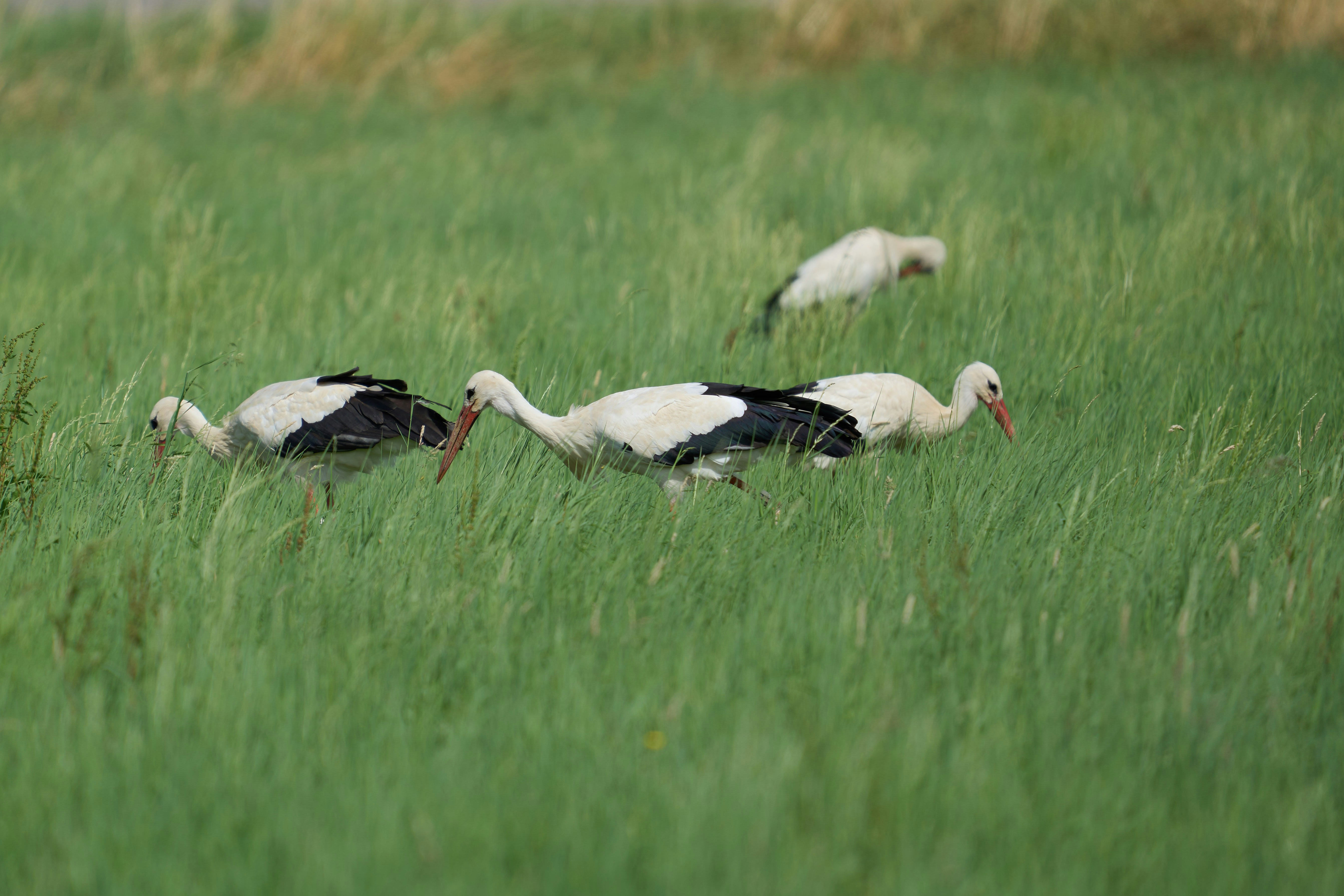 Photo by wolfgang_hasselmann