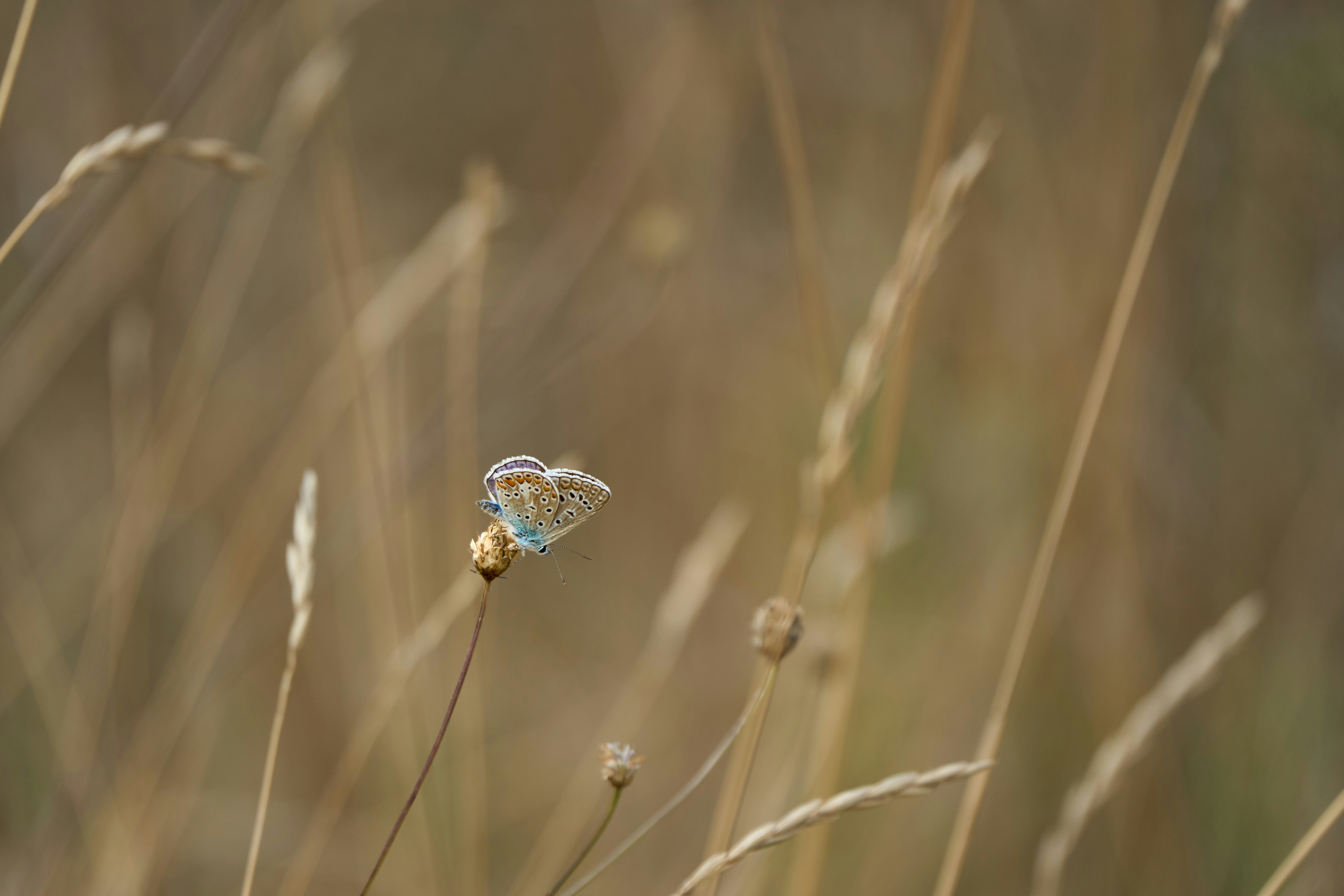 Photo by wolfgang_hasselmann