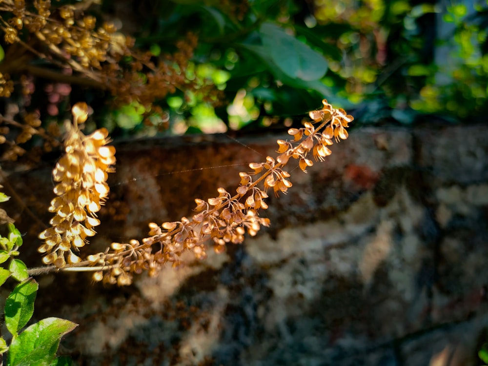 a close up of a plant near a brick wall