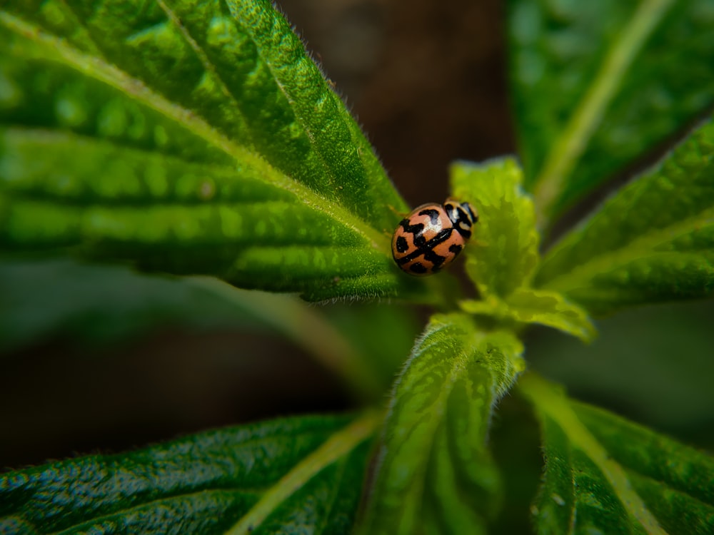 a lady bug sitting on top of a green leaf