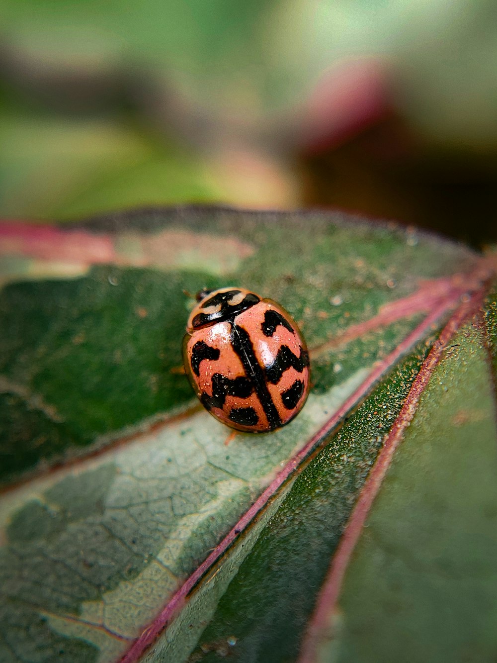 a lady bug sitting on top of a green leaf