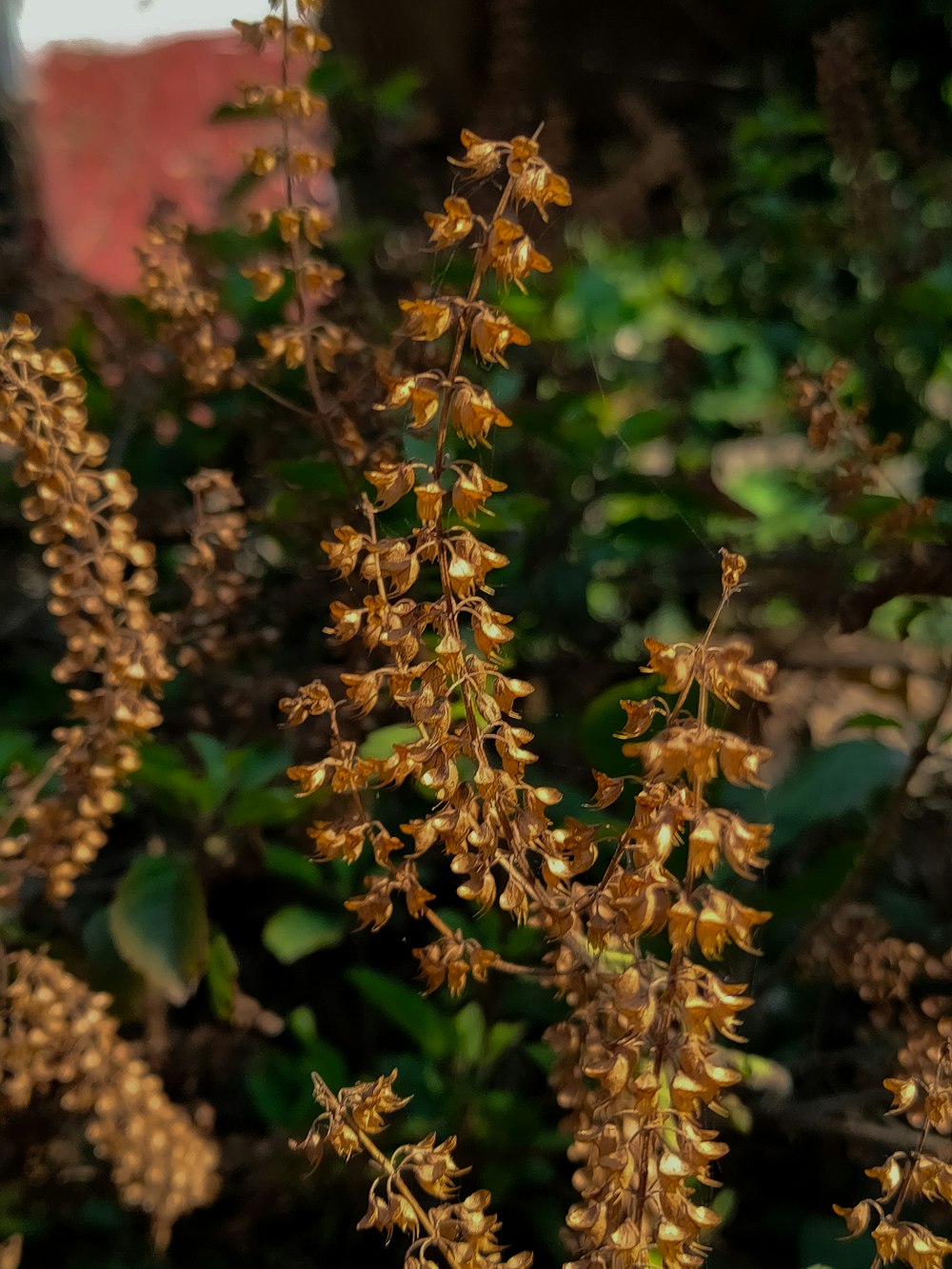 a close up of a plant with yellow flowers