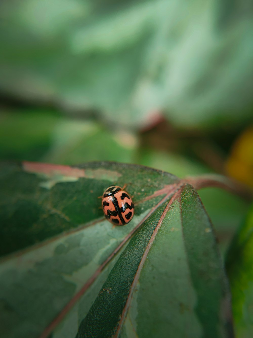 a lady bug sitting on top of a green leaf