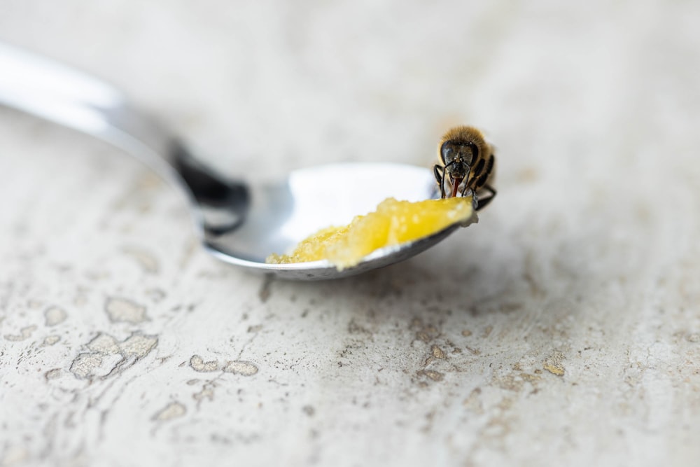 a small bee is eating from a spoon