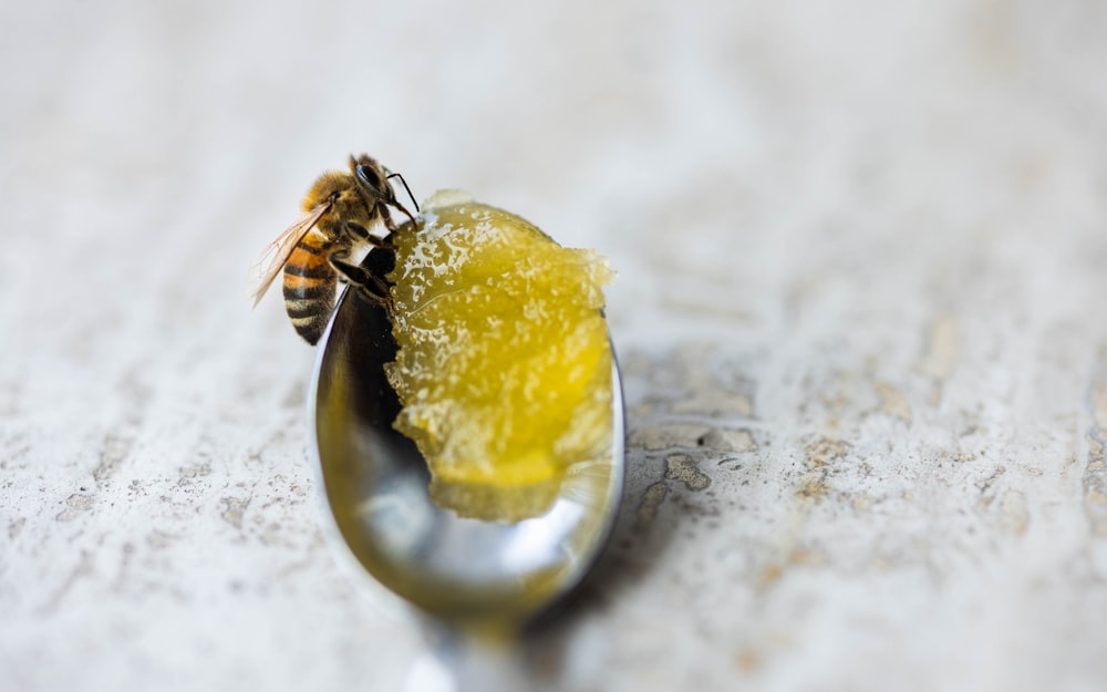 a honeybee on a spoon with a piece of lemon in it