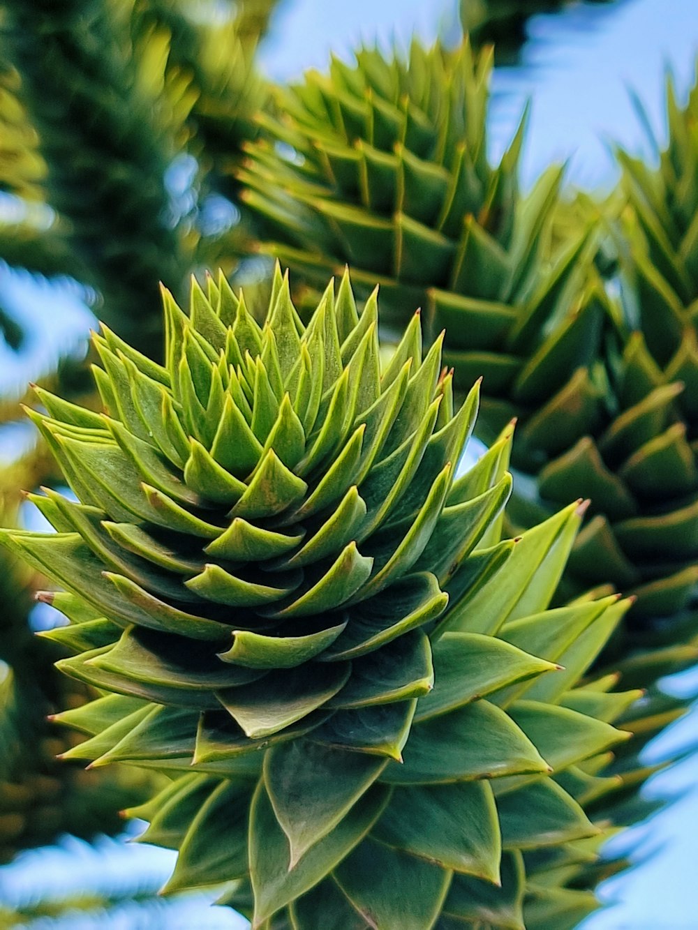 a close up of a green plant with lots of leaves