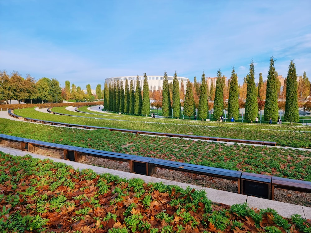 a row of benches sitting next to a lush green park