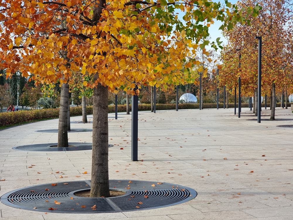 a tree in a park with lots of leaves on the ground