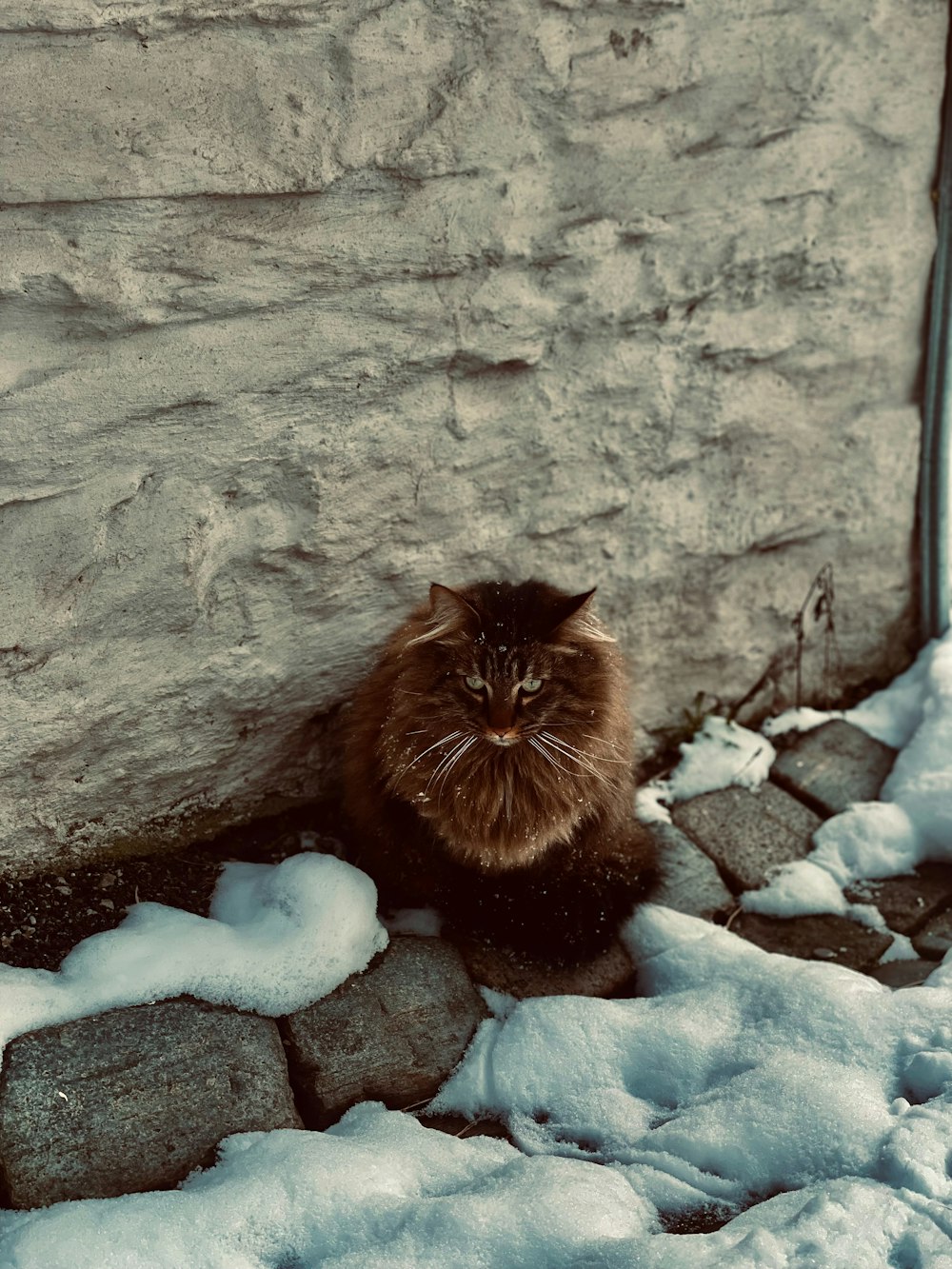a cat sitting in the snow next to a stone wall