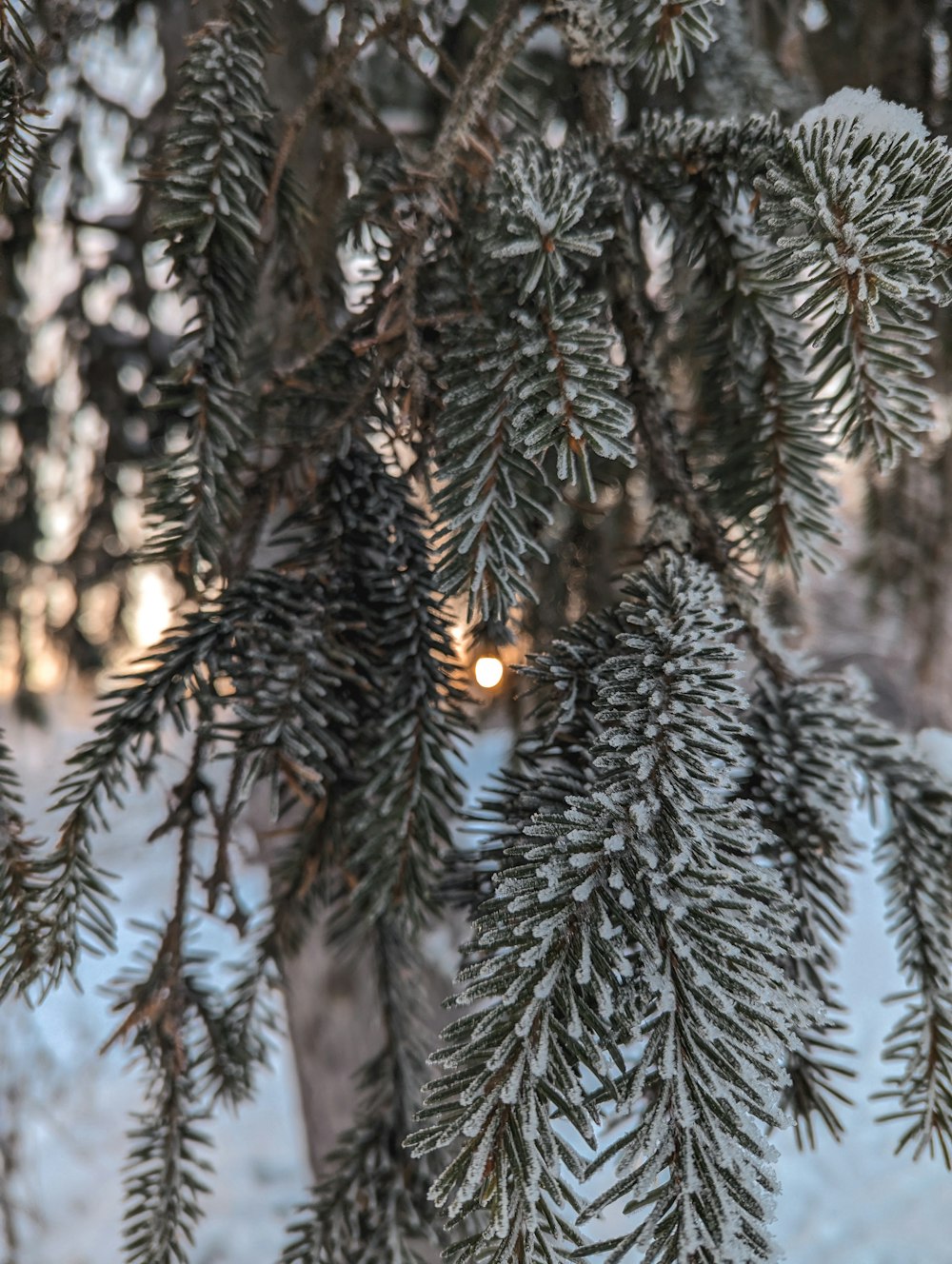 a close up of a pine tree with snow on it