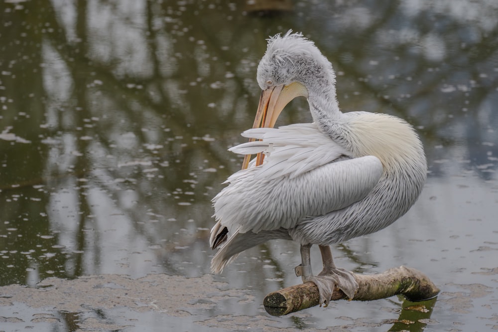 a pelican is standing on a branch in the water