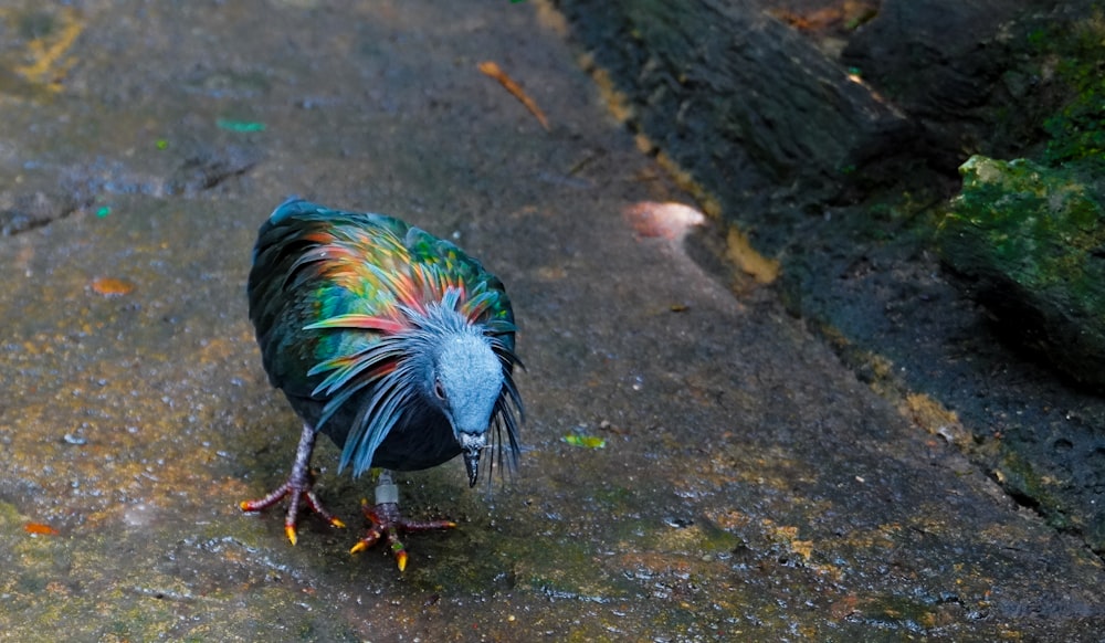 a colorful bird standing on a sidewalk next to a tree