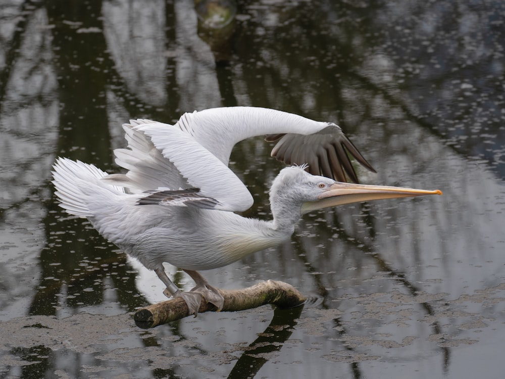 a white pelican landing on a branch in the water