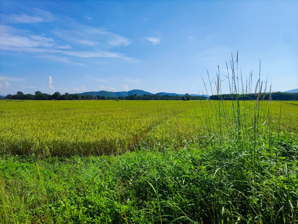 a field of grass with mountains in the distance