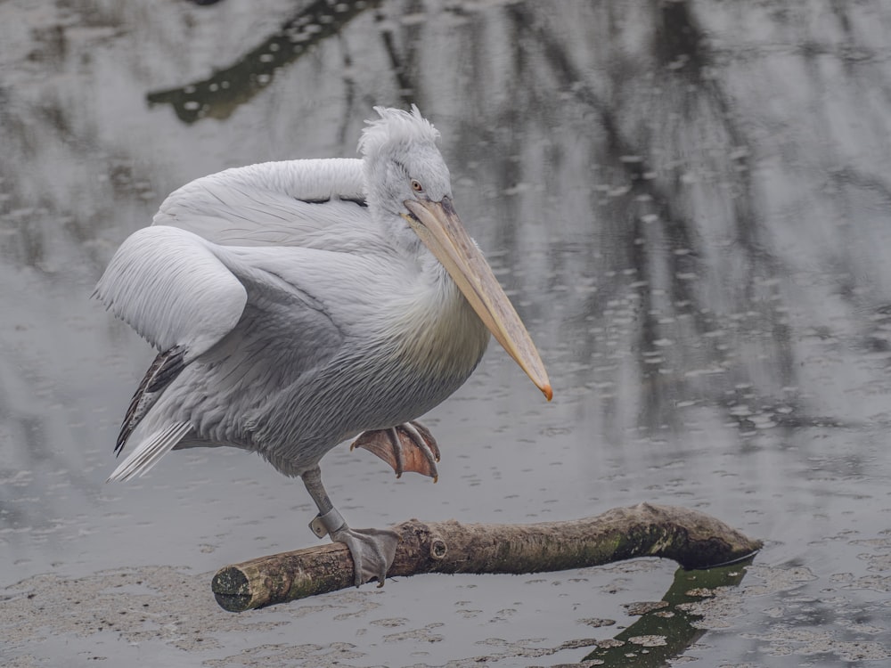 a large white bird standing on top of a tree branch