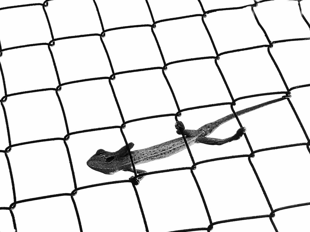 a lizard is sitting on a mesh surface
