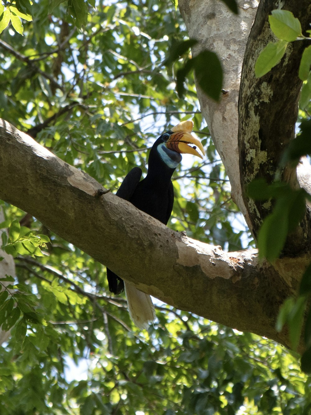 a colorful bird perched on a tree branch