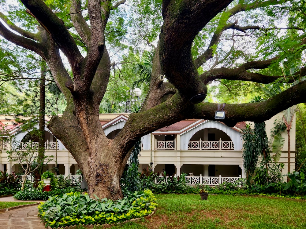 ein großer Baum vor einem Haus