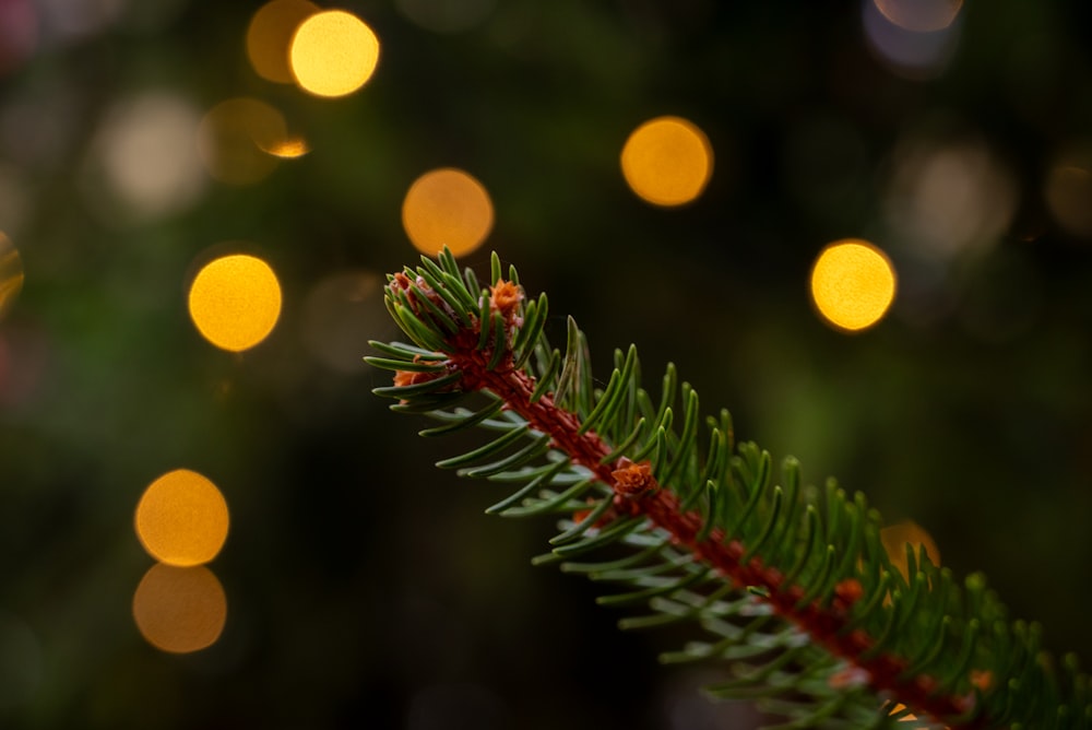 a close up of a pine branch with lights in the background