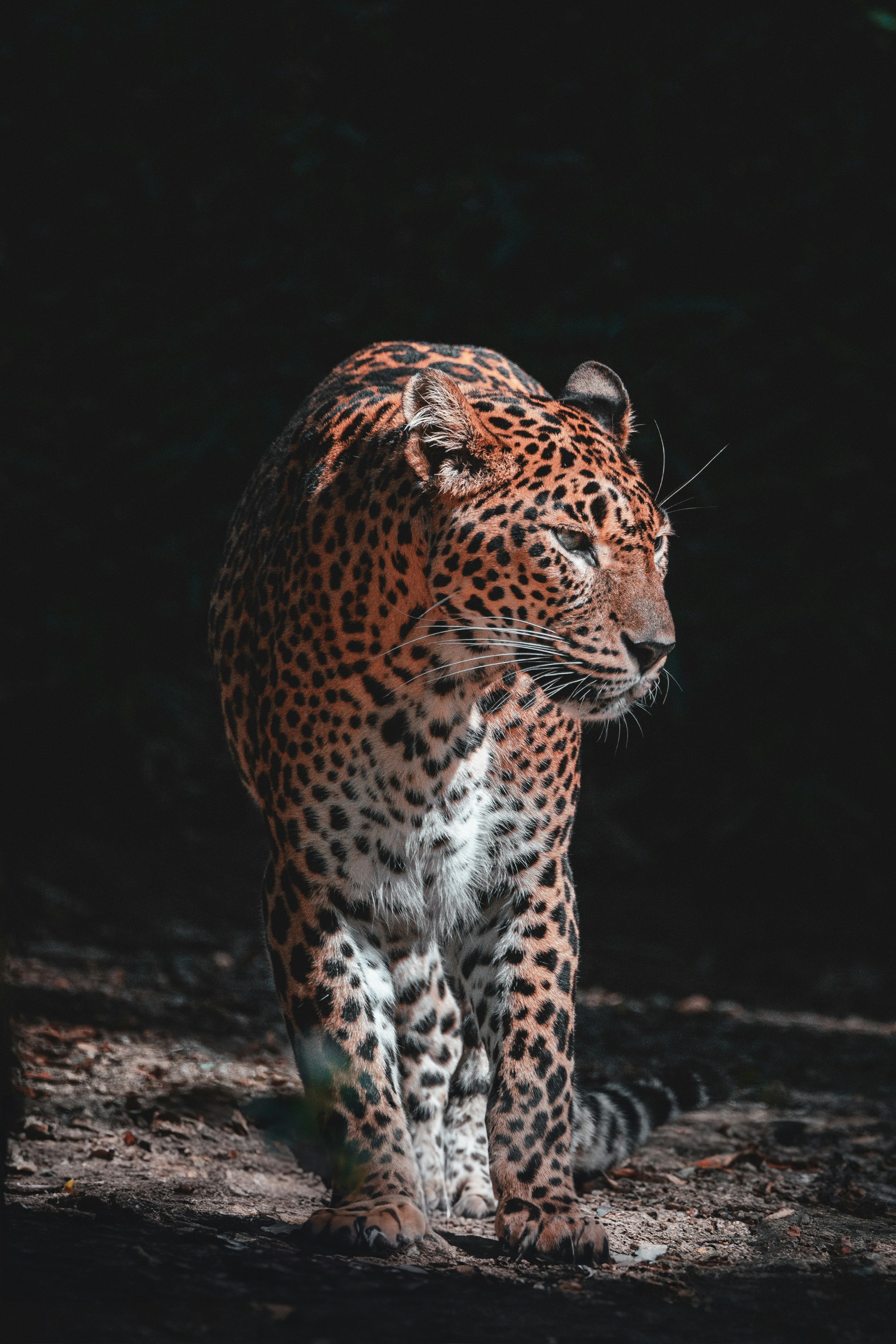 Jaguar Portrait