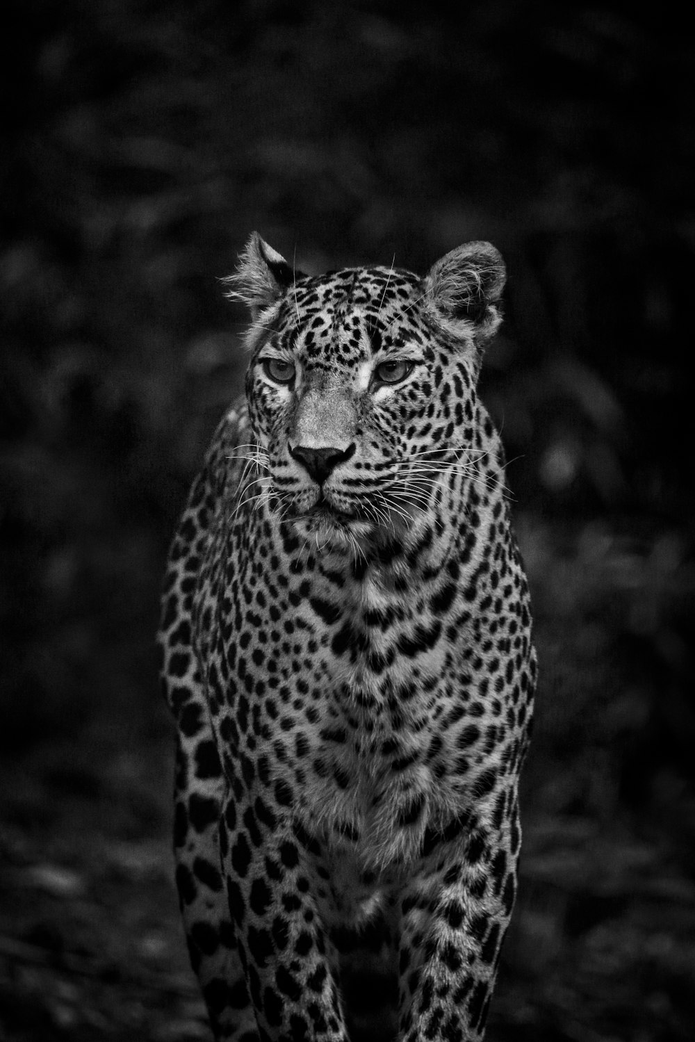 a black and white photo of a leopard