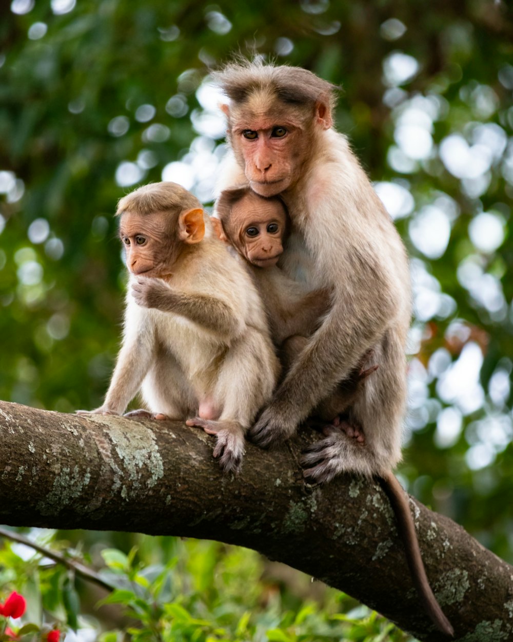 a couple of monkeys sitting on top of a tree branch