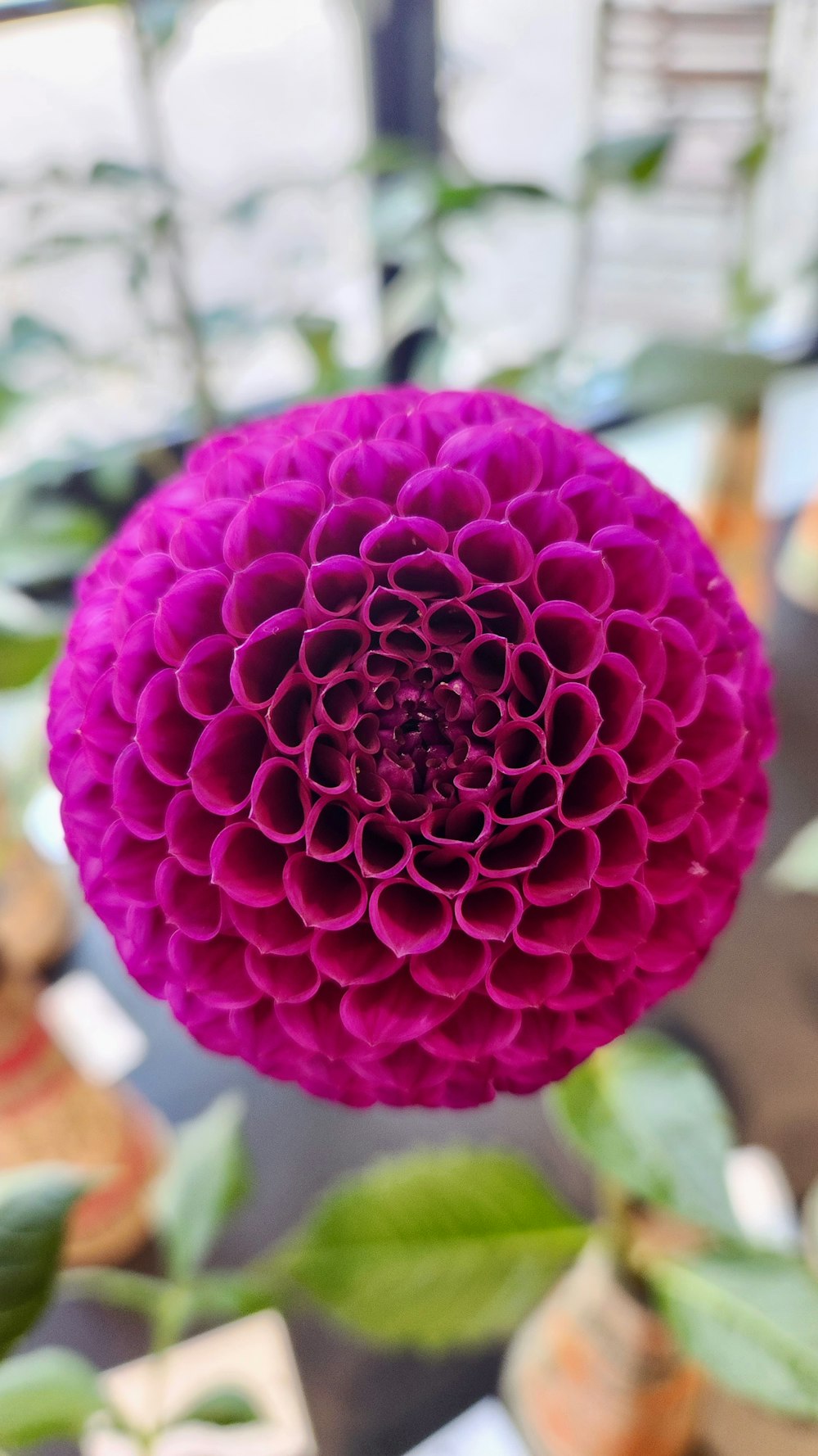 a close up of a purple flower with green leaves