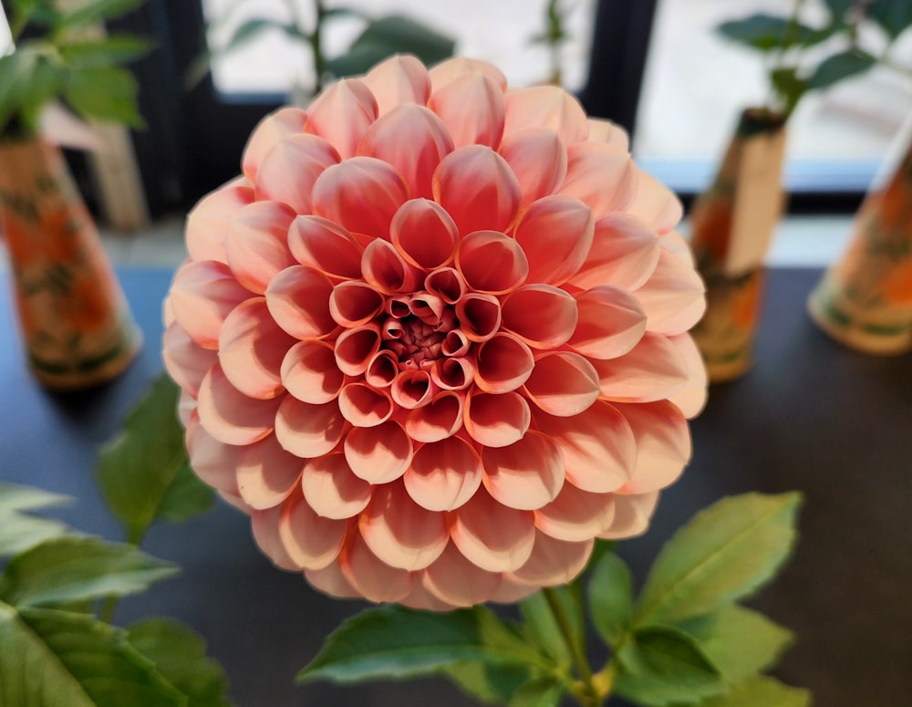une grande fleur rose posée sur une table