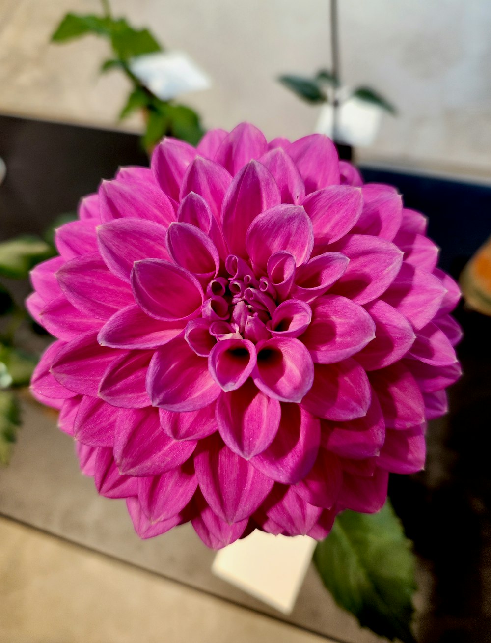 une grande fleur rose posée sur une table