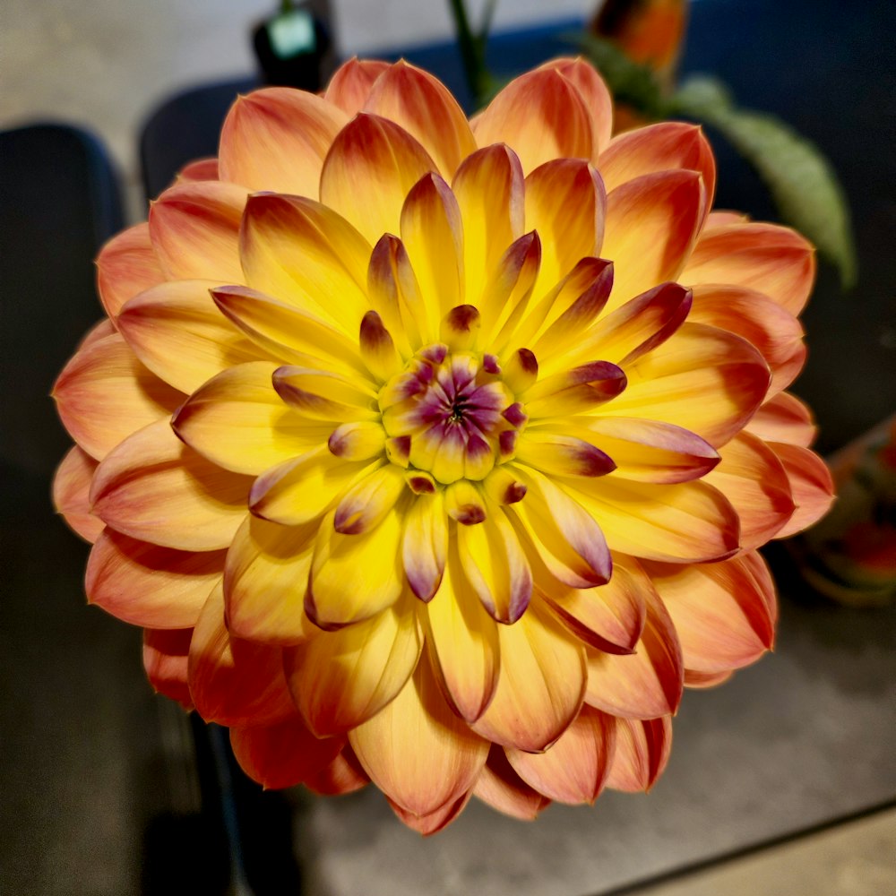 a close up of a flower in a vase