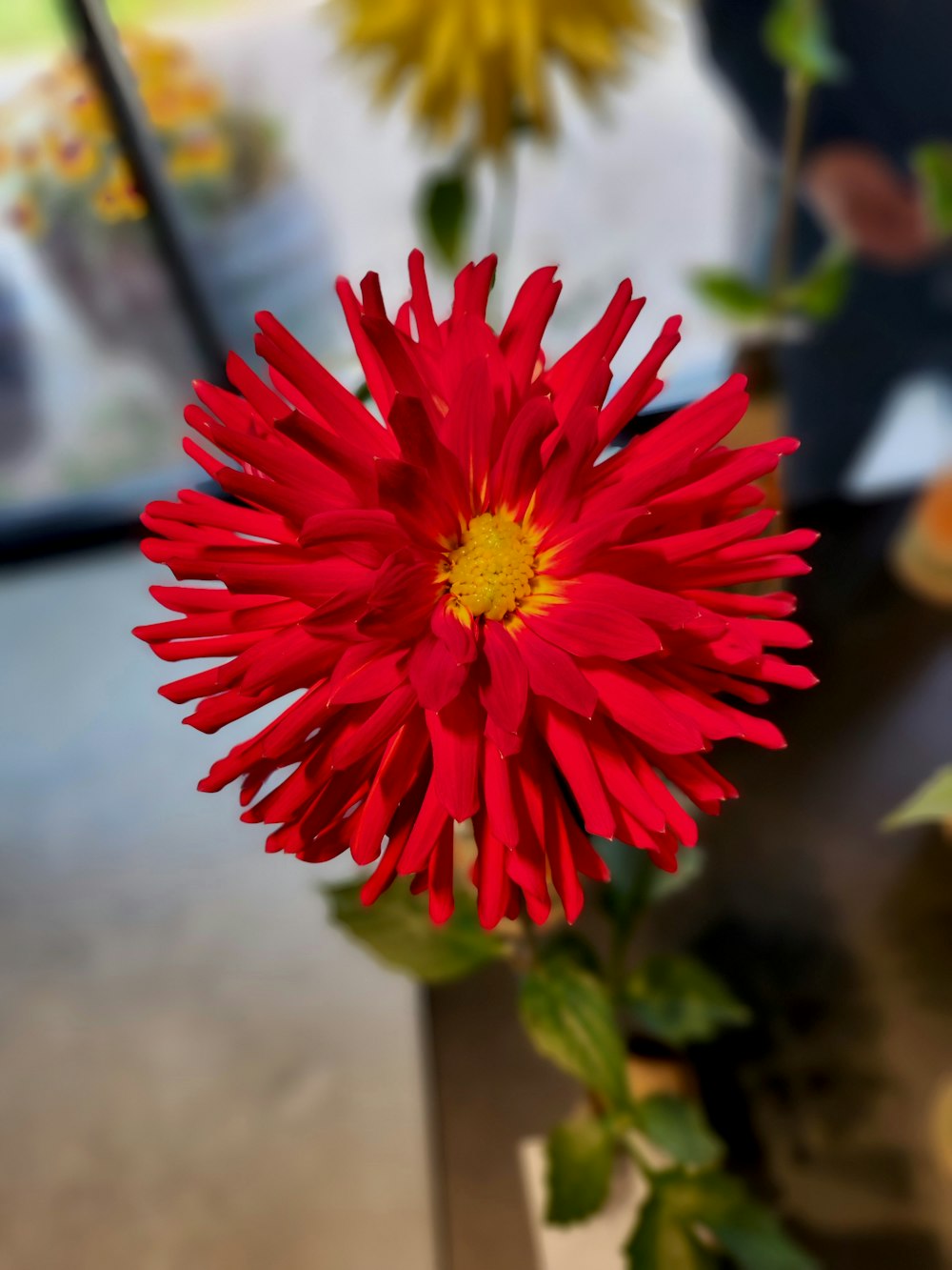 a close up of a red flower on a table