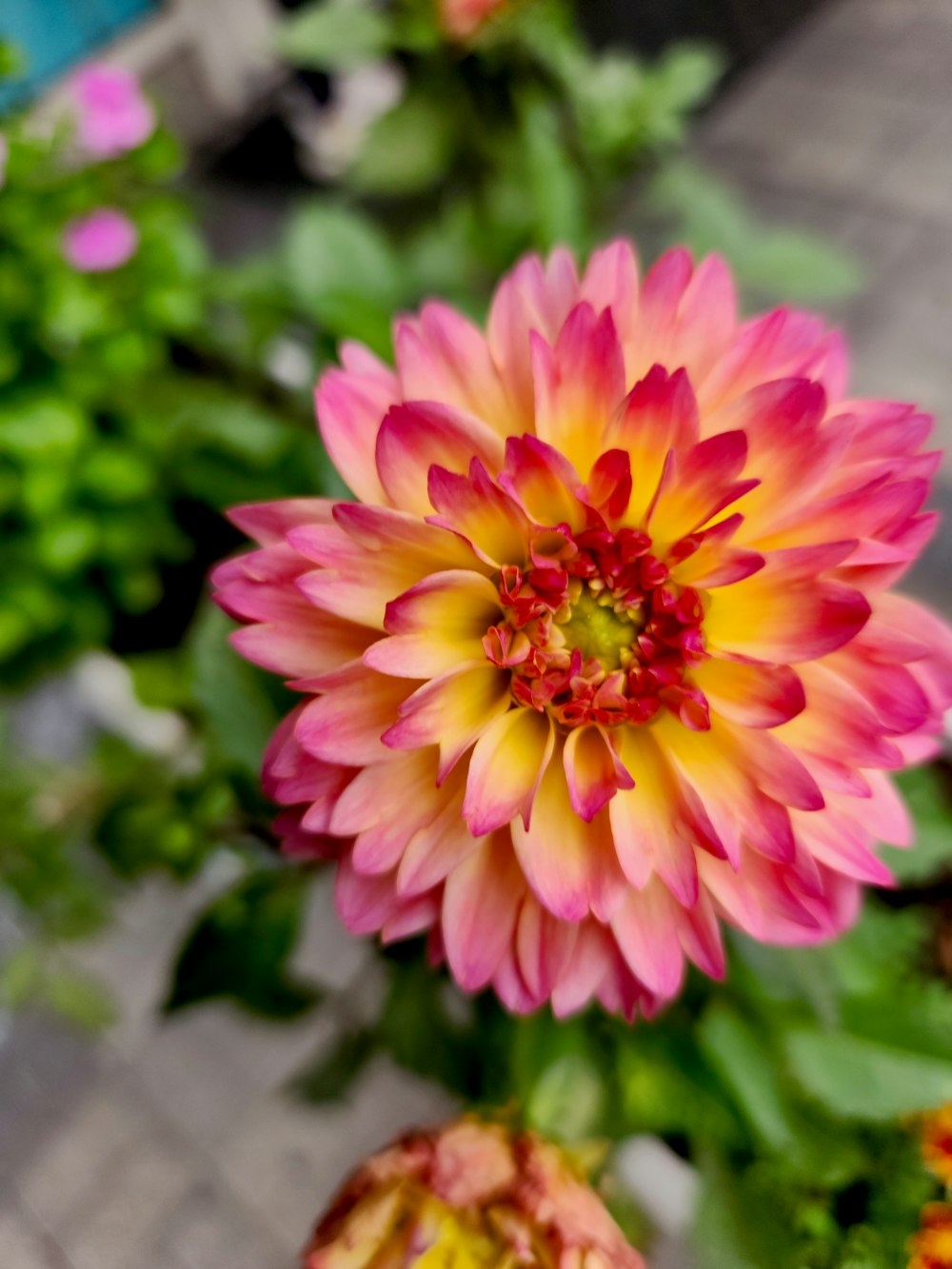 a close up of a pink and yellow flower