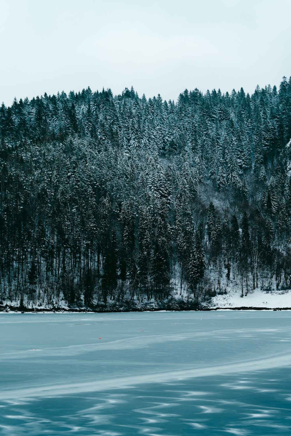 a large body of water surrounded by a forest