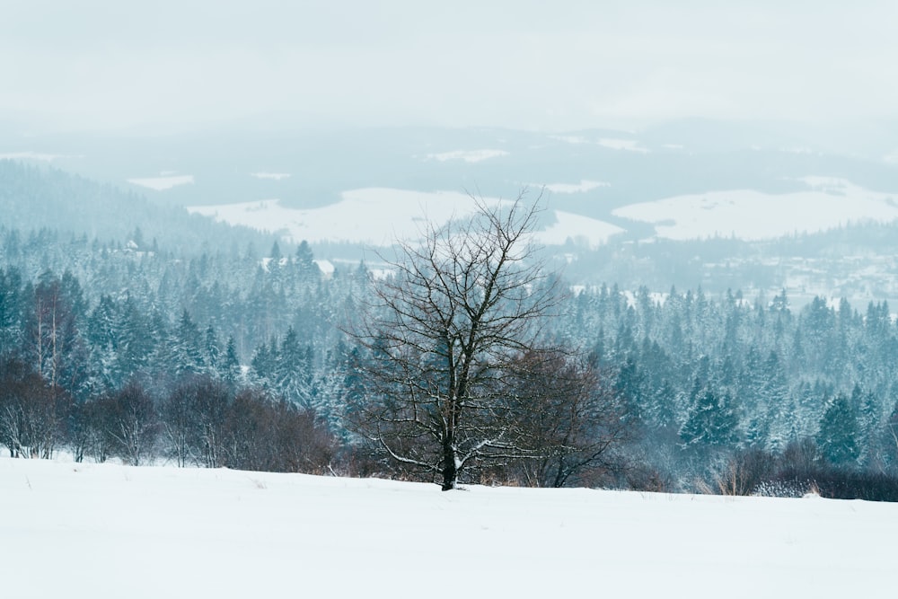 a lone tree in the middle of a snowy field