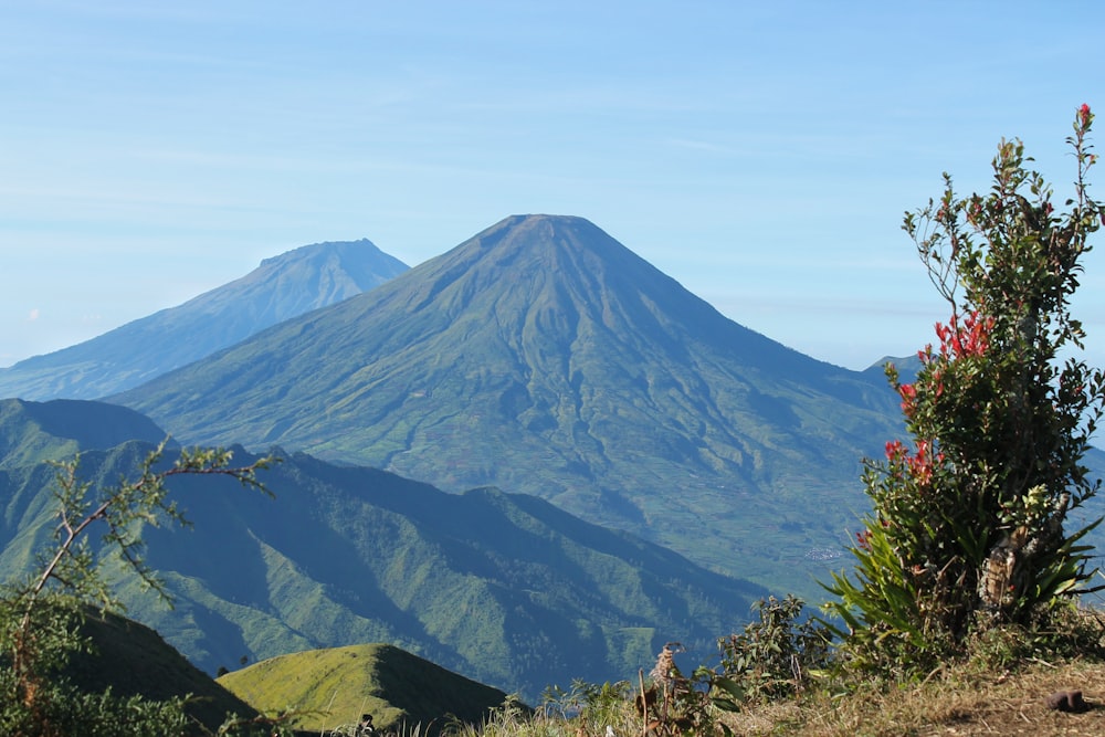 a view of a mountain with a tree in the foreground