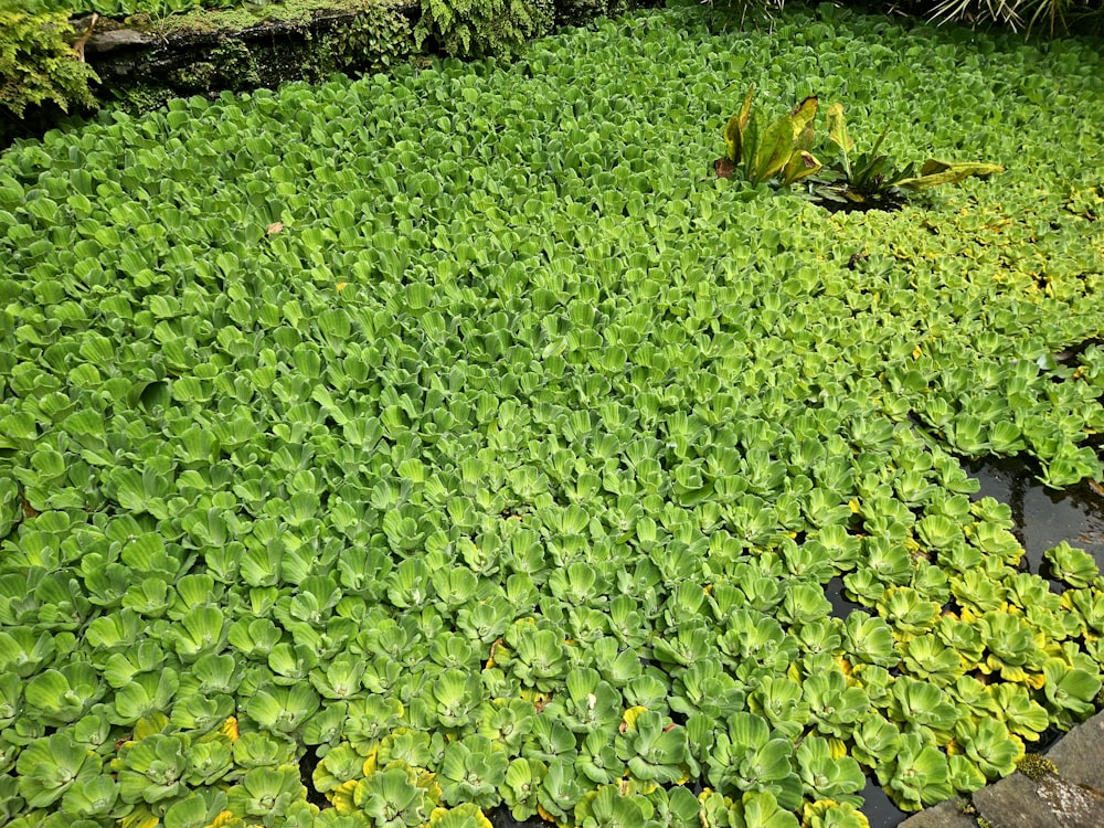 a pond filled with lots of green plants