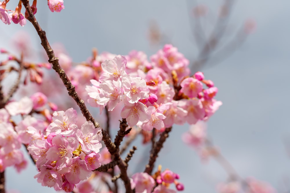 a close up of pink flowers on a tree