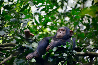 a young chimpan sitting in a tree branch